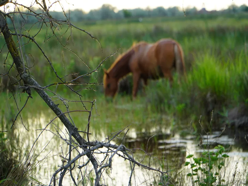 Danube Delta & The Black Sea 3-day Tour